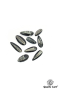 Orthoceras Mini Stones