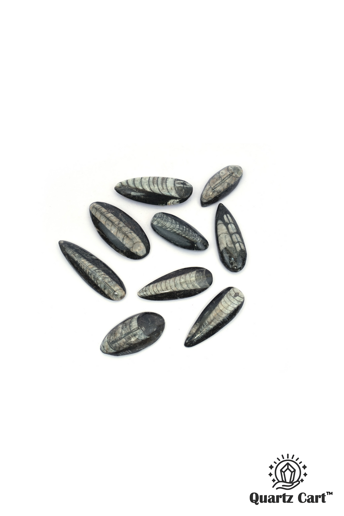 Orthoceras Mini Stones