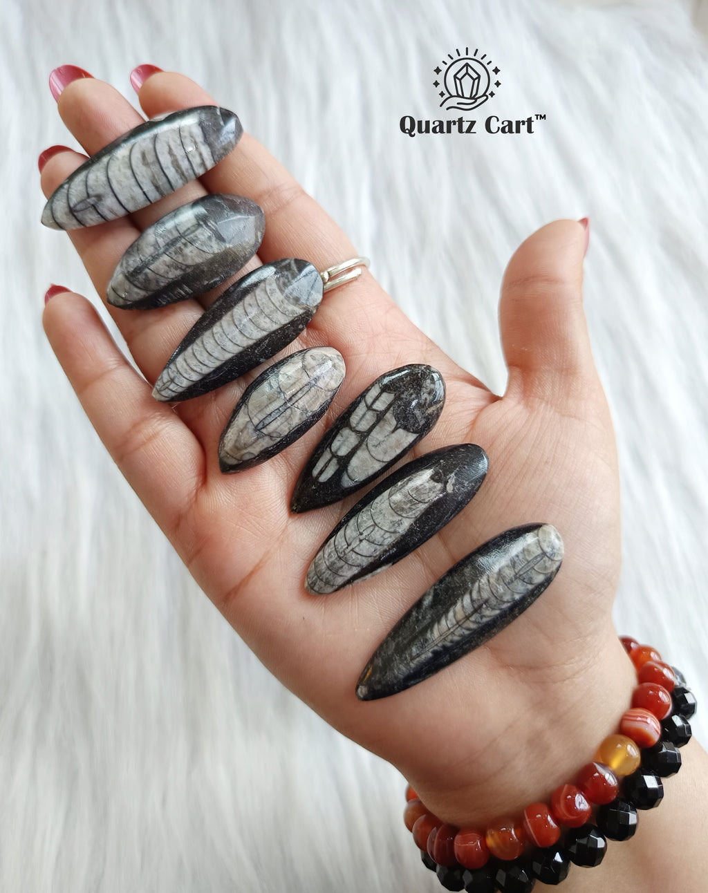 Small Orthoceras fossil crystal set grounding stones