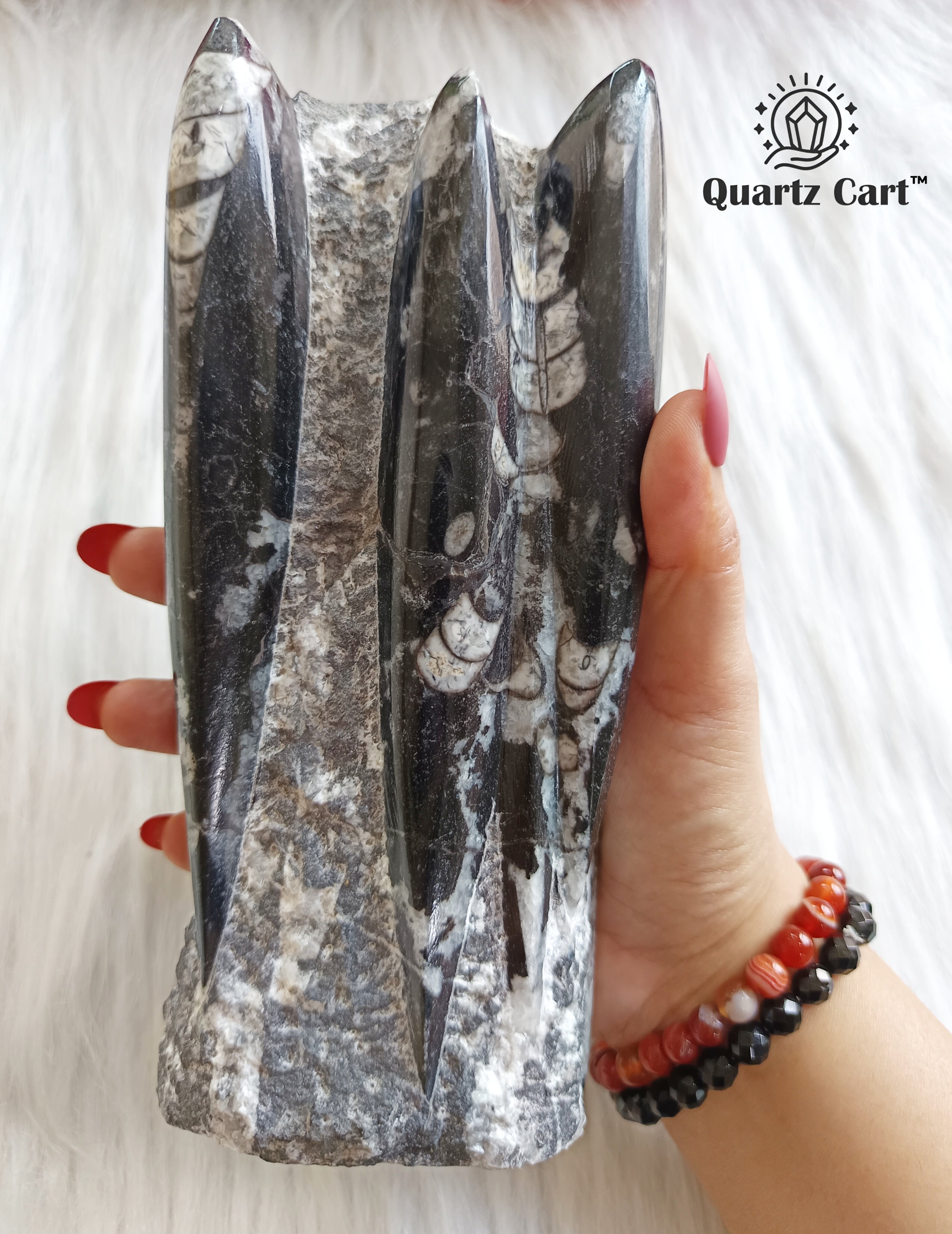 Orthoceras Stone Large – Natural Fossil Healing Crystal #3