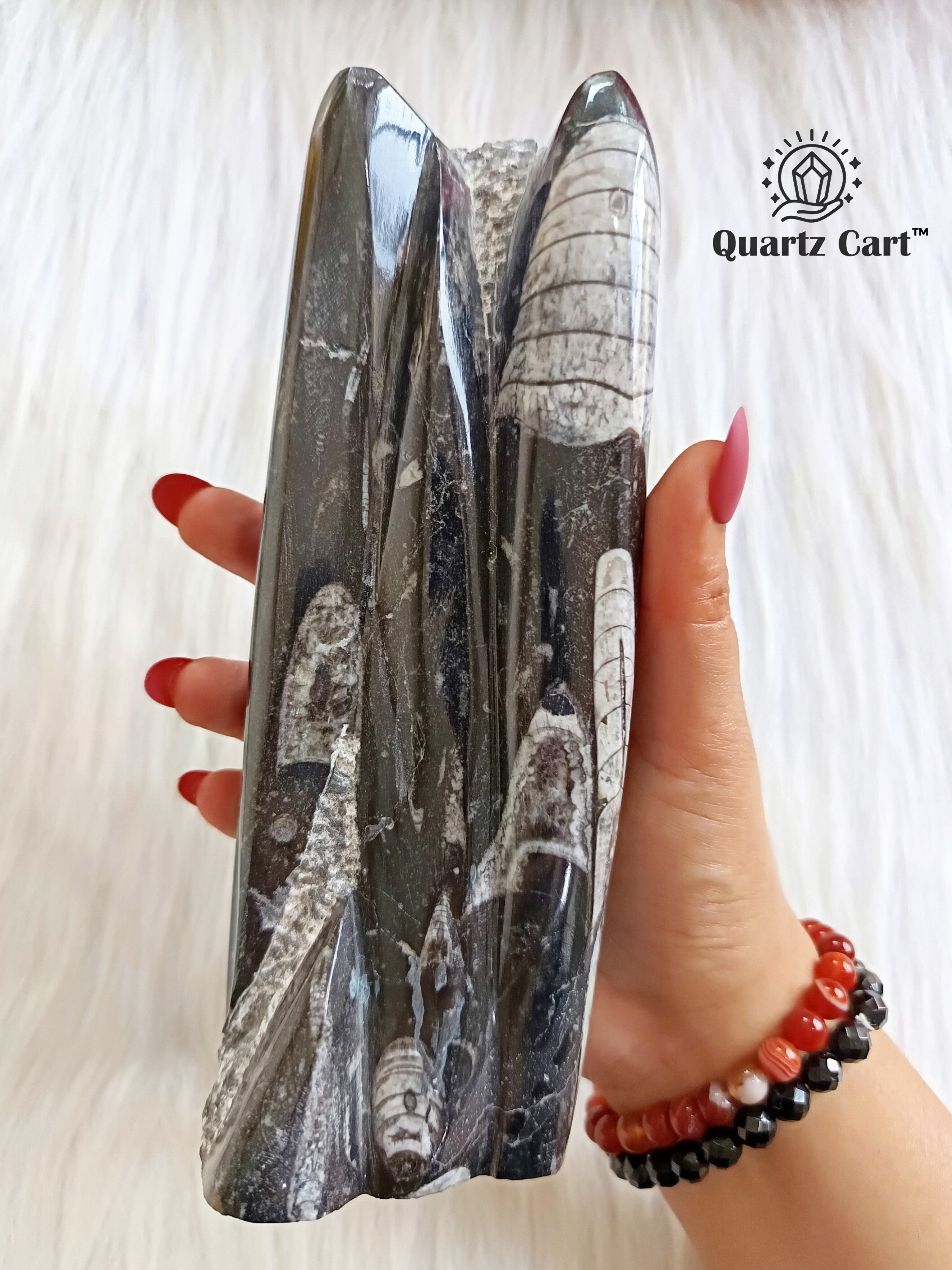 Orthoceras Stone Large – Natural Fossil Healing Crystal #2