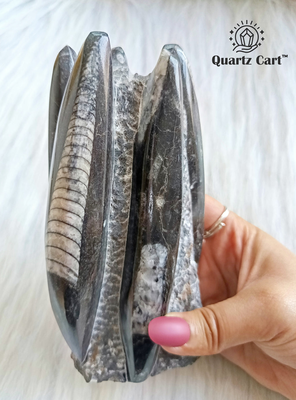 Orthoceras Stone Large – Natural Fossil Healing Crystal #4