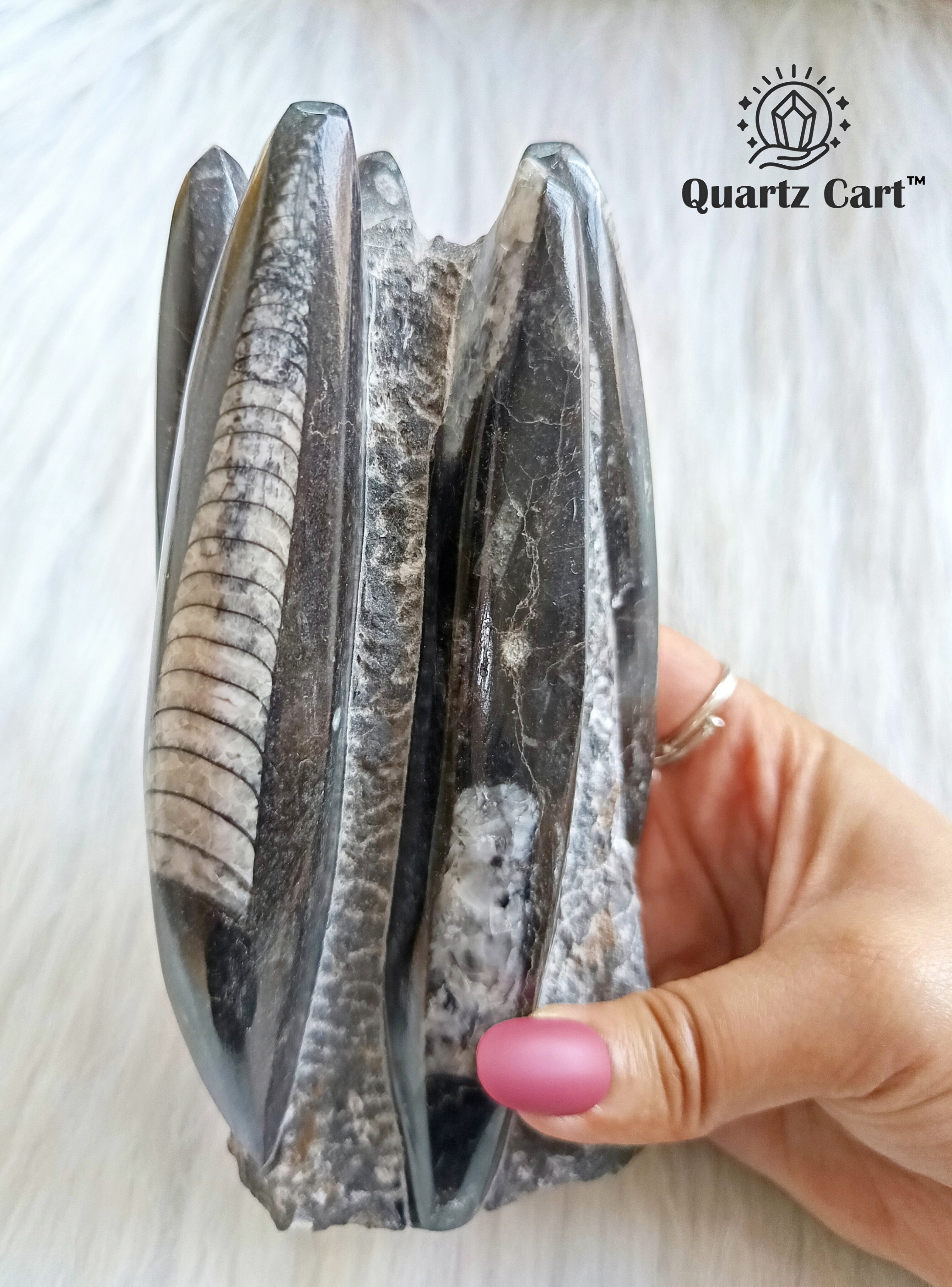 Orthoceras Stone Large – Natural Fossil Healing Crystal #4