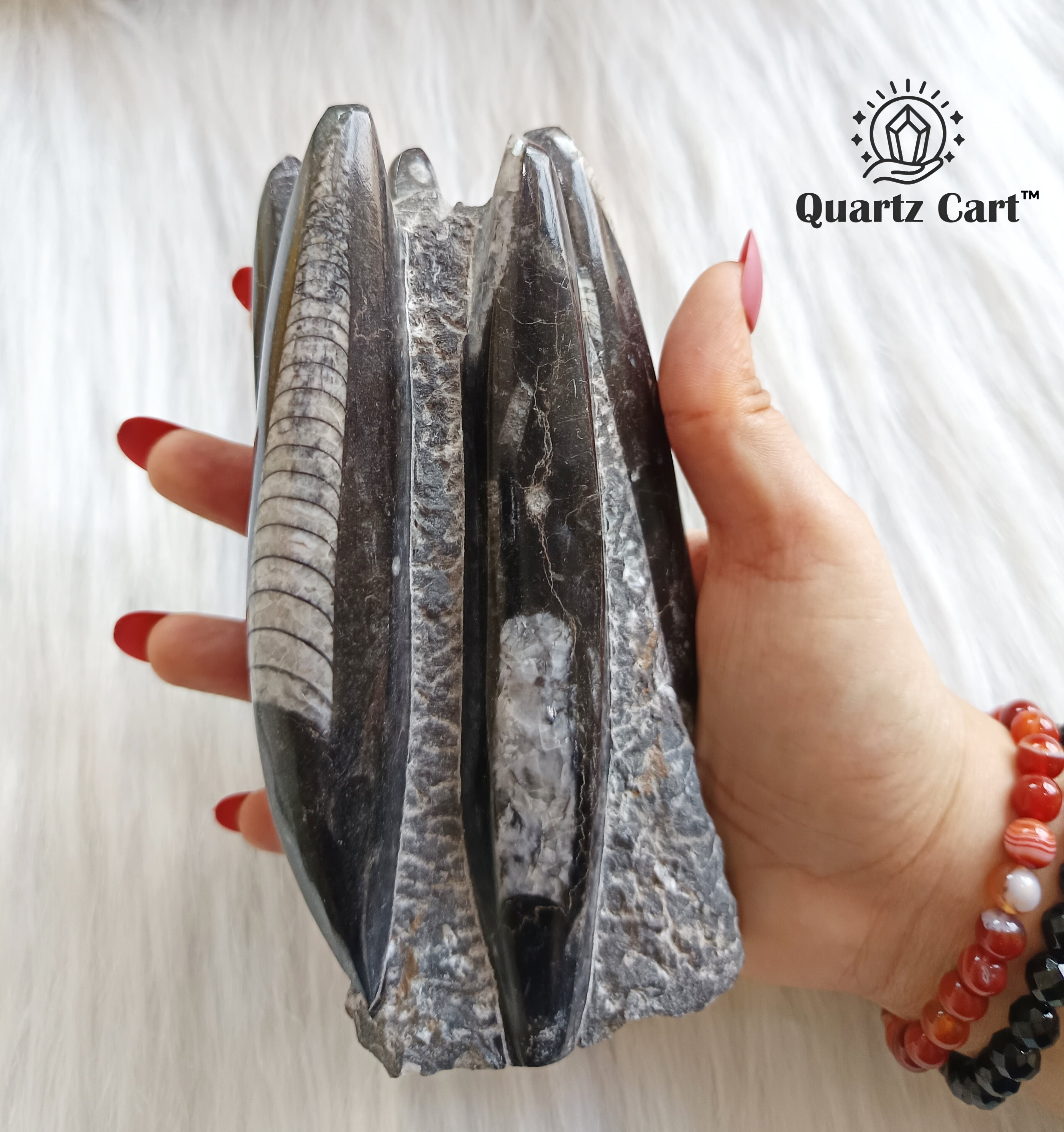 Orthoceras Stone Large – Natural Fossil Healing Crystal #4