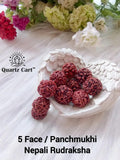 Panch Mukhi Rudraksha Beads – Natural 5 Mukhi Sacred Spiritual & Healing Seed