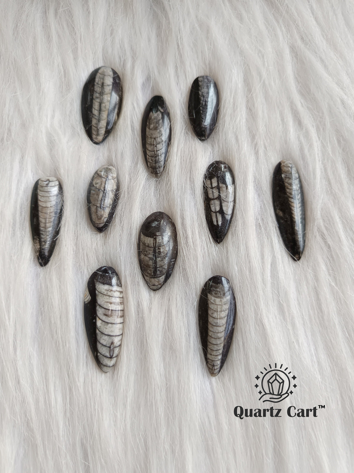 Orthoceras Stones Small – Natural Fossil Healing Crystal