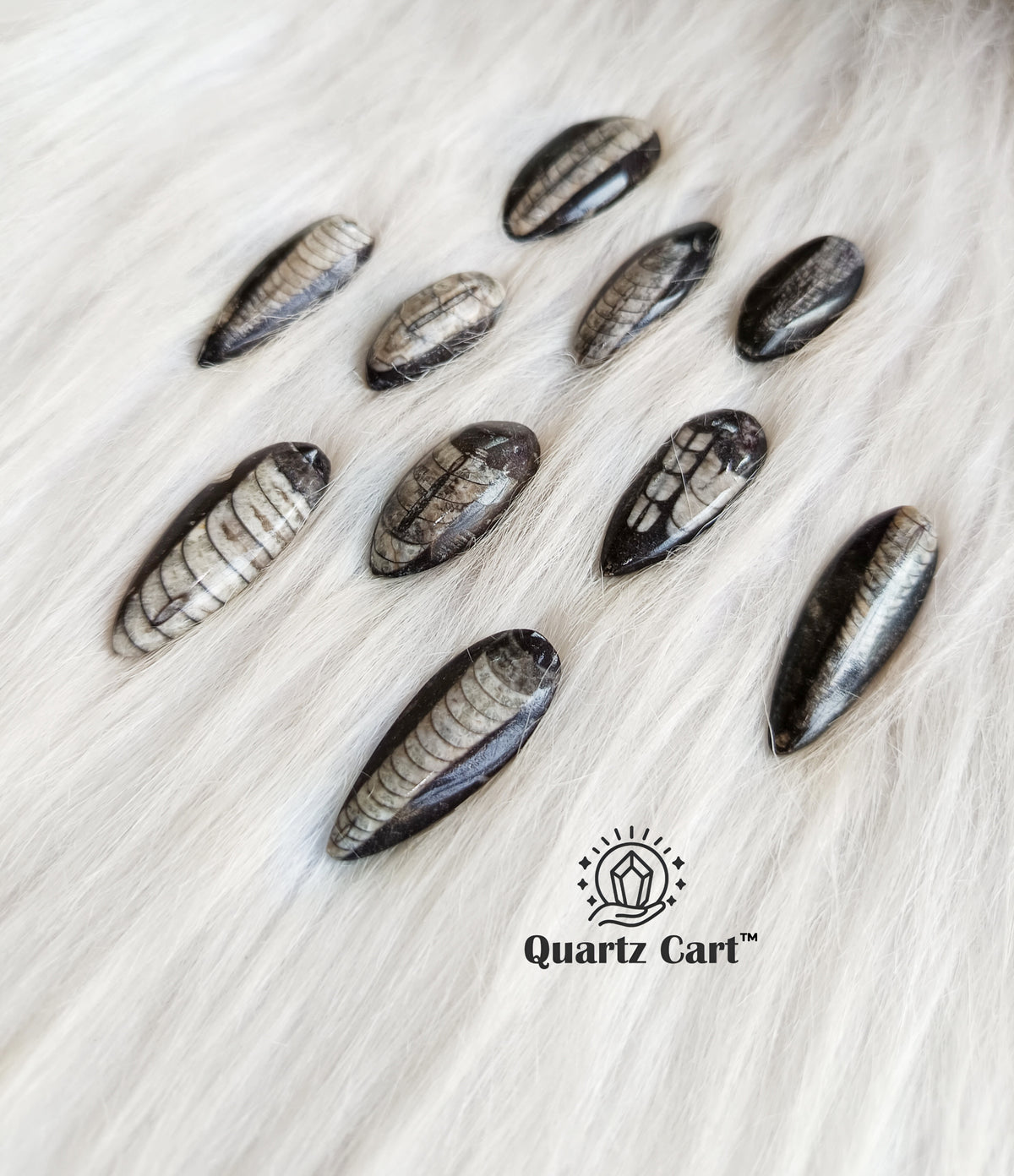 Orthoceras Stones Small – Natural Fossil Healing Crystal